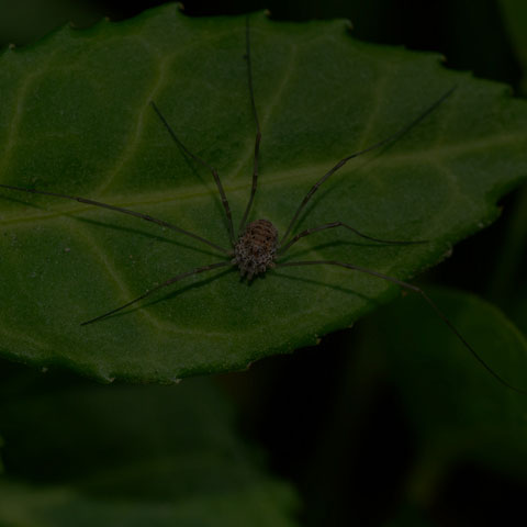 European Harvestman