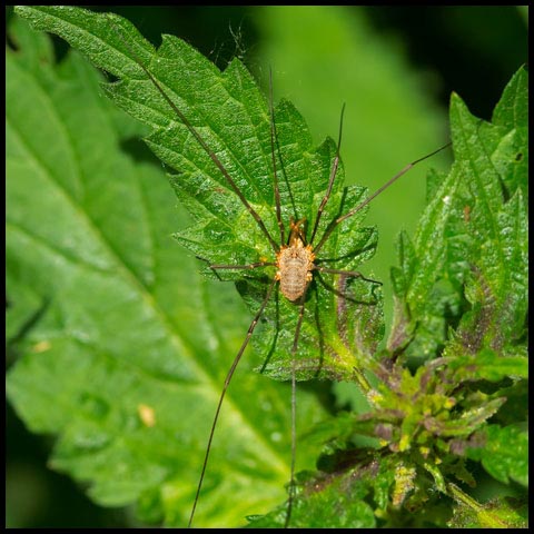 European Harvestman