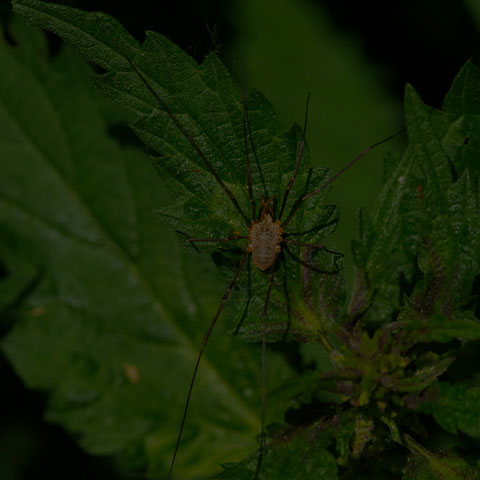 European Harvestman