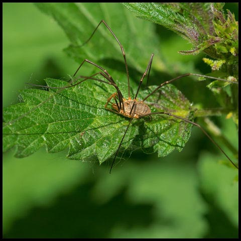 European Harvestman