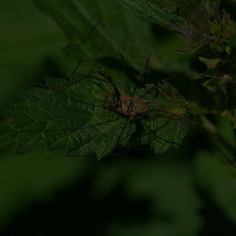 European Harvestman