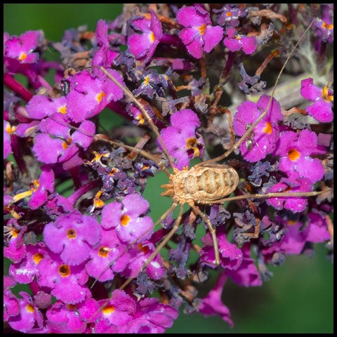 European Harvestman