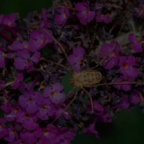 European Harvestman