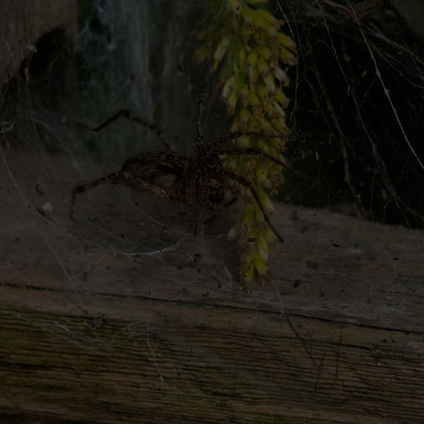 Grass Spider