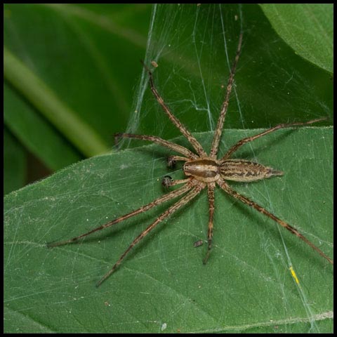 Grass Spider