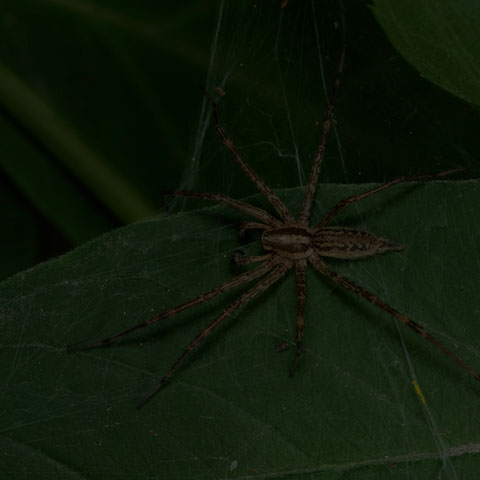 Grass Spider