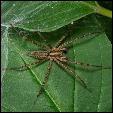 Grass Spider