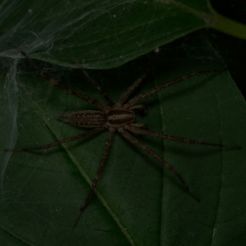 Grass Spider