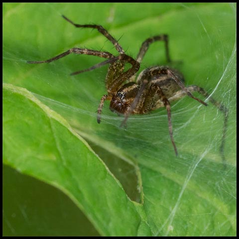 Grass Spider