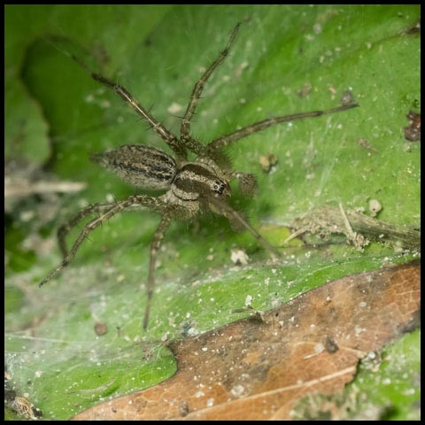 Grass Spider