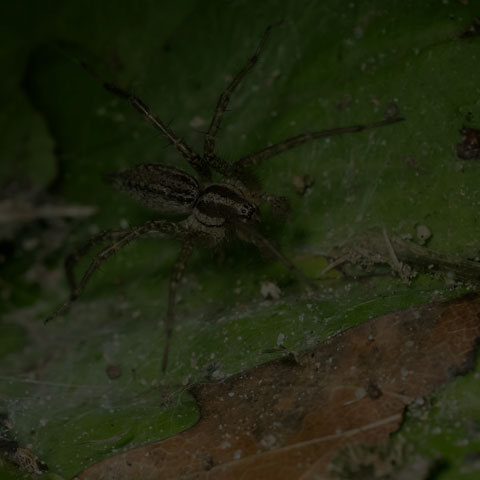 Grass Spider