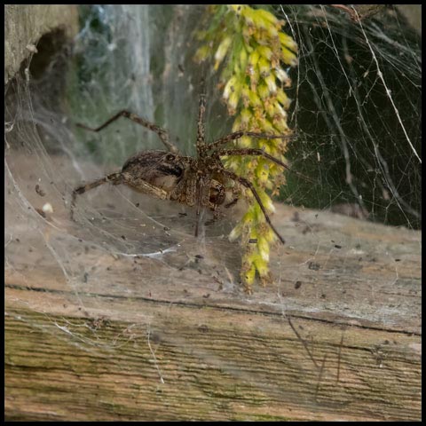 Grass Spider