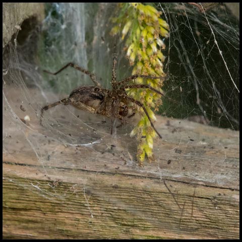 Grass Spider