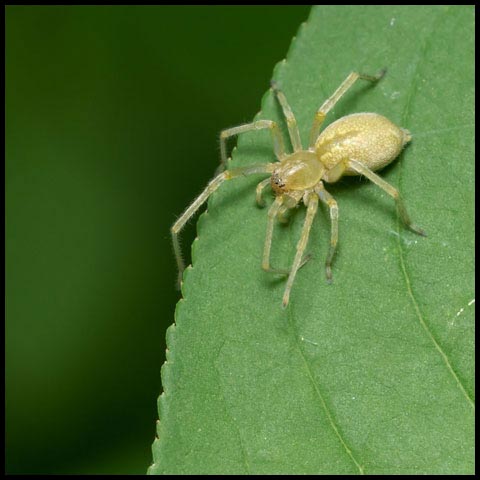 Long-legged Sac Spider