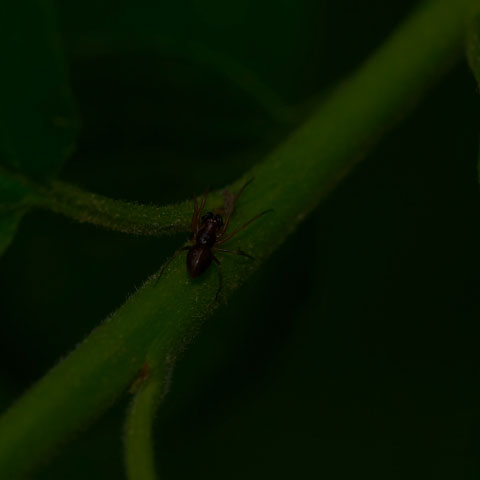 Meshweaver Spider