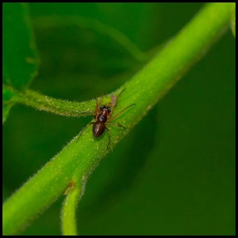 Meshweaver Spider