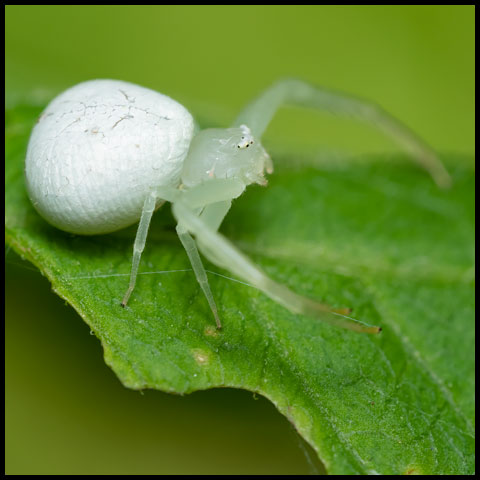 American Green Crab Spider