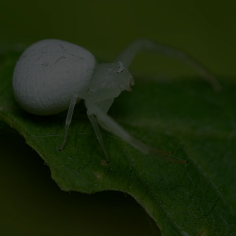 American Green Crab Spider