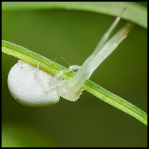 American Green Crab Spider