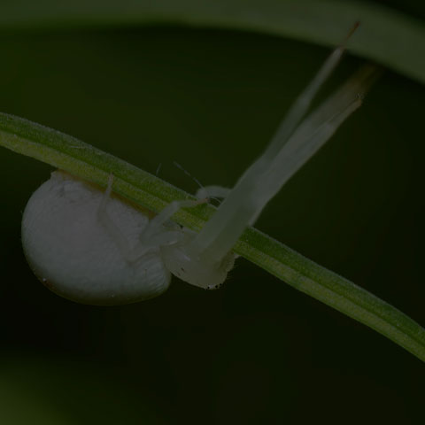 American Green Crab Spider