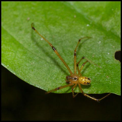 Cobweb Spider