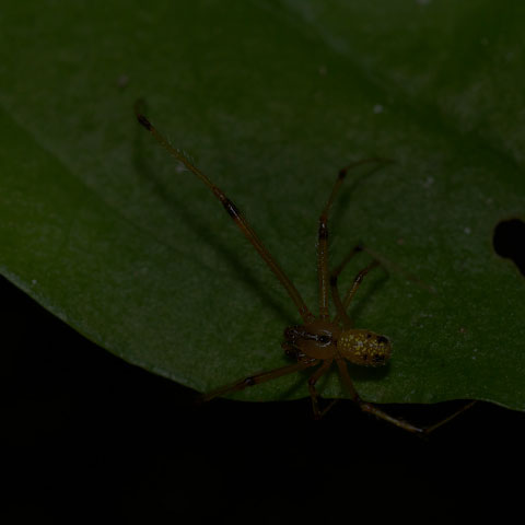 Cobweb Spider