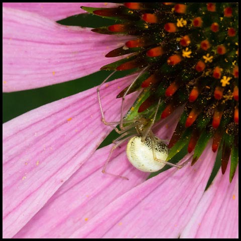 Common Candy-striped Spider