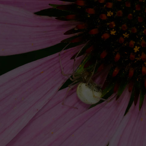 Common Candy-striped Spider