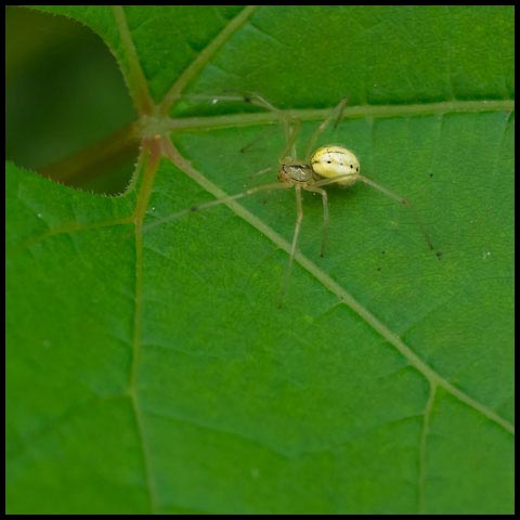 Common Candy-striped Spider