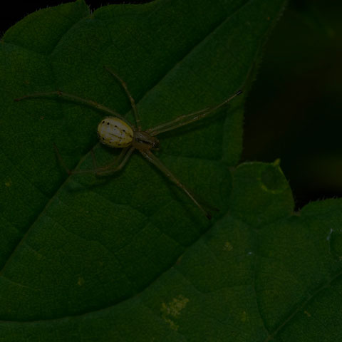 Common Candy-striped Spider