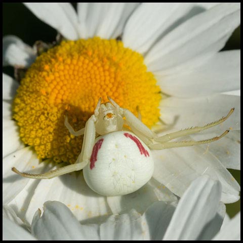 Goldenrod Crab Spider