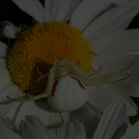 Goldenrod Crab Spider