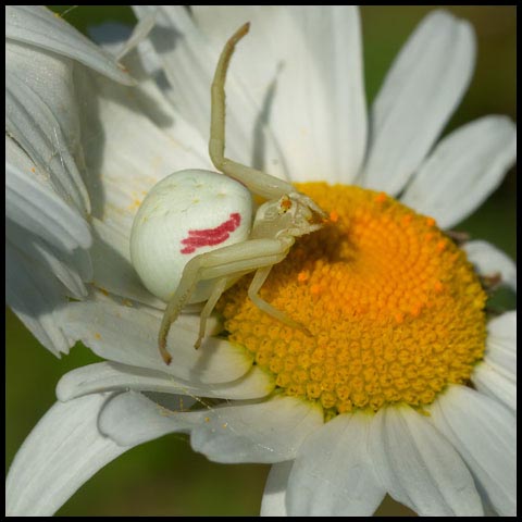 Goldenrod Crab Spider