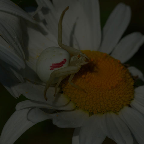 Goldenrod Crab Spider