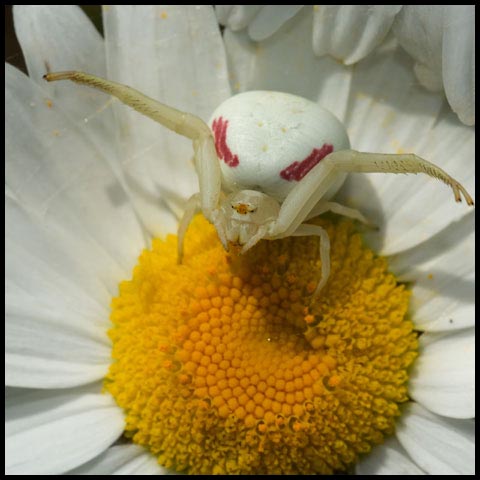 Goldenrod Crab Spider