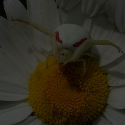 Goldenrod Crab Spider