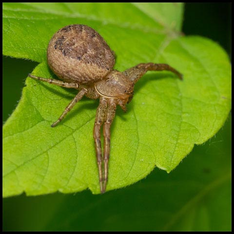 Ground Crab Spider