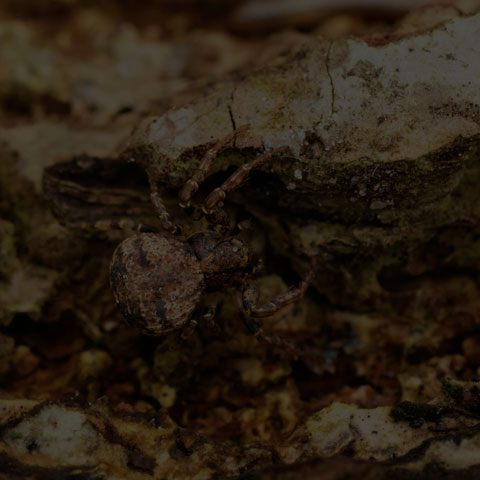 Leaflitter Crab Spider