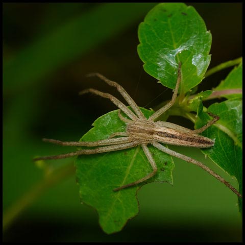 Oblong Running Spider