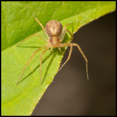 Running Crab Spider