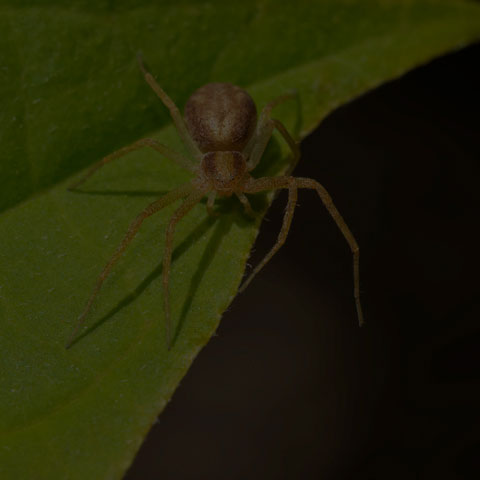 Running Crab Spider