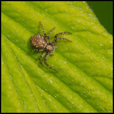 Running Crab Spider