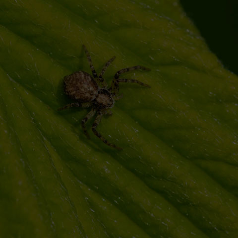 Running Crab Spider