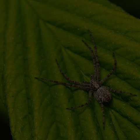 Running Crab Spider