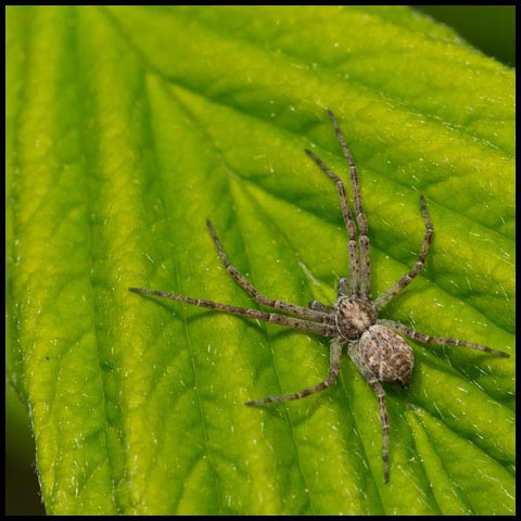 Running Crab Spider