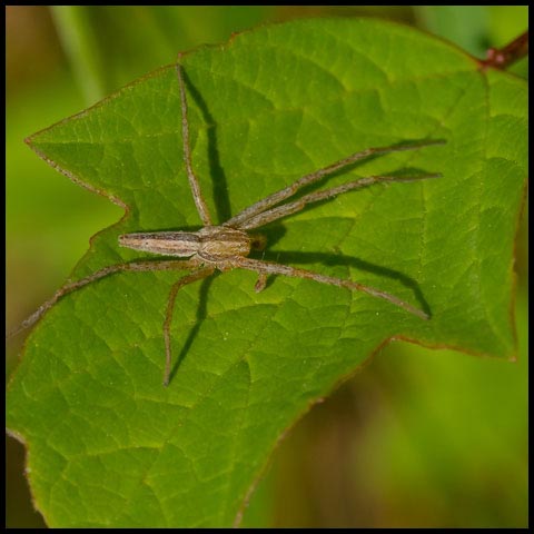 Slender Crab Spider