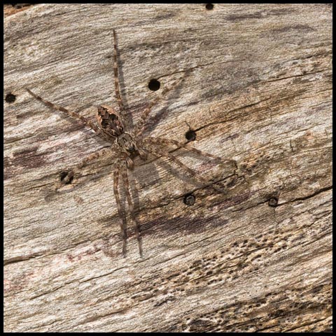 Dark Fishing Spider
