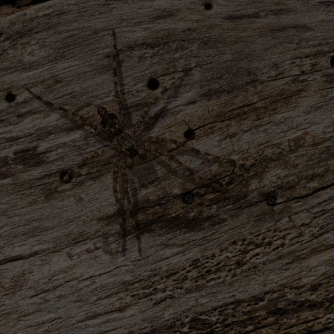 Dark Fishing Spider