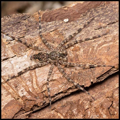 Dark Fishing Spider