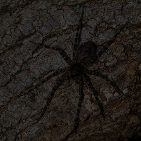 Dark Fishing Spider